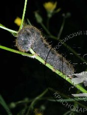 Шелкопряд Баллиона 006